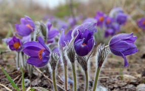 Фиолетовые красивые цветы прострел альпийский 