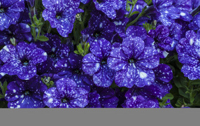 Фиолетовые красивые цветы петуния крупным планом