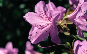 Violet flower Rhododendron