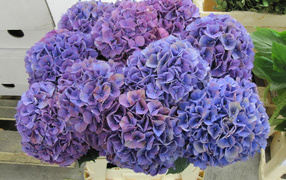 Фиолетовые цветы Гортензия крупным планом 