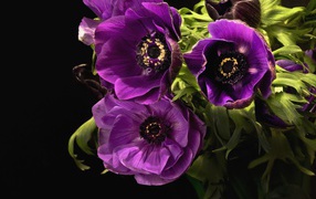 Violet flowers anemones close-up