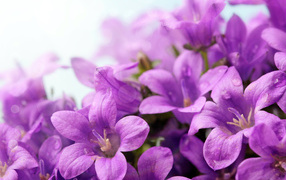 Фиолетовые цветы колокольчики крупным планом