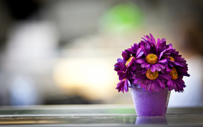 Violet flowers in a pot