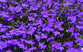 Violet flowers lobelia close-up