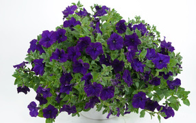 Фиолетовые цветы петуния в вазе на белом фоне