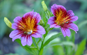 Violet flowers salpiglossis closeup