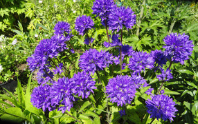 Violet garden flowers bells