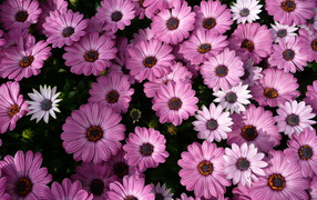 Фиолетовые комнатные цветы цинерария 