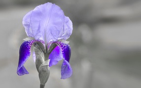 Violet iris close-up on a gray background