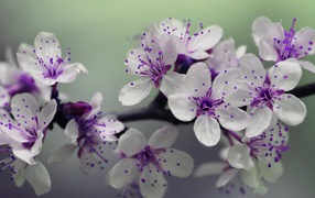 Бело - фиолетовые весенние цветы на ветке 