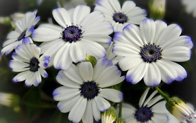 Белые цветы Цинерария с фиолетовой серединкой