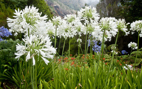 Белые красивые цветы агапантус на клумбе в саду