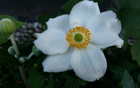 Белый красивый цветок Анемона 