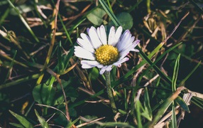 White daisy with a yellow center in a green grass
