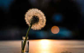 White dandelion in the sunlight on the table