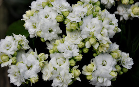 Белые нежные цветы каланхоэ с бутонами крупным планом