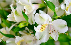 White delicate alstroemeria flowers close-up