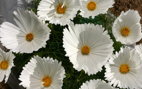 Белые нежные цветы космея крупным планом