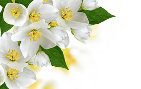 Белые нежные цветы жасмина на белом фоне, шаблон