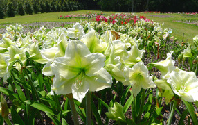 White flowers Amaryllis on a flower bed closeup 