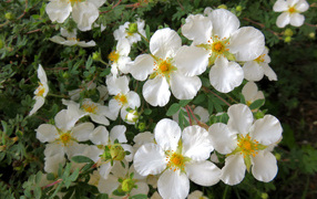 Белые цветы на ветке дерева крупным планом