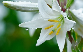 Белая лилия с бутонами в каплях росы