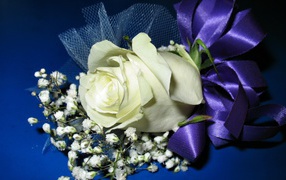 Белая роза с гипсофилой перевязаны фиолетовой лентой