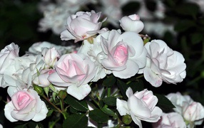 Белые розы с розовыми серединками