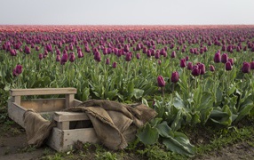 Деревянный ящик рядом с полем сиреневых тюльпанов