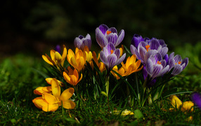 Yellow and purple crocus flowers