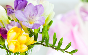 Желтые и сиреневые цветы фрезии