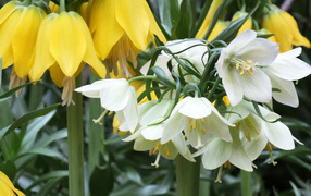 Желтые и белые цветы рябчики в саду