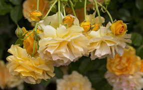 Желтые красивые розы с бутонами