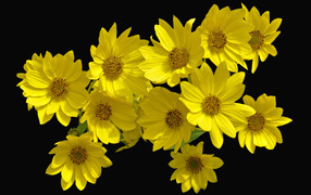 Желтые цветы Гелиопсис на черном фоне
