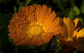 Желтые летние цветы Рудбекия в каплях воды 