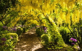 Yellow wisteria flowers over a footpath in the park