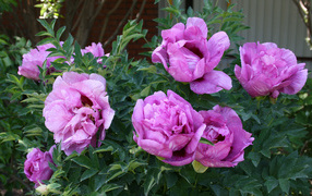Красивые розовые садовые пионы 
