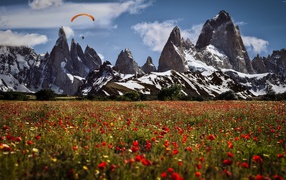 Поле красных маков у подножия горы Утлиберг, Швейцария