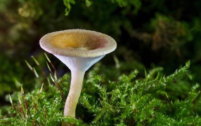 Маленький гриб на покрытой зеленью земле