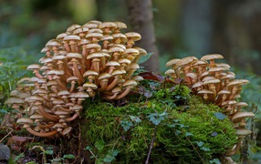 Лесные грибы опята растут на покрытым мхом пне