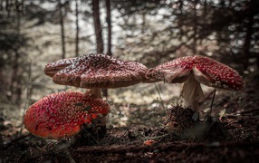 Большие лесные грибы мухоморы 