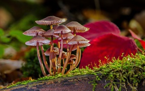 Маленькие грибы растут на сухом дереве покрытом зеленым мхом