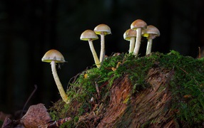 Маленькие грибы растут на покрытом мхом пне