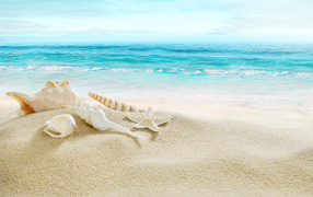 Ракушки на белом песке на побережье у моря