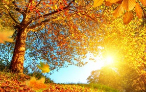 Яркое солнце пробивается сквозь желтые листья деревьев осенью