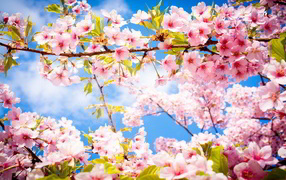 Красивые весенние розовые цветы на ветках 