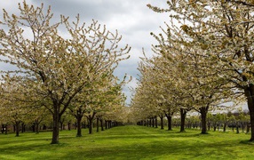 Blossoming spring pear garden 