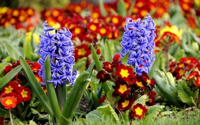 Blue spring flowers hyacinths and primroses on a flower bed