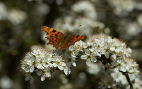 Бабочка на цветущей весенней ветке 