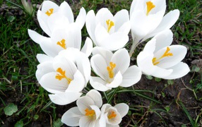 Белоснежные весенние цветы крокусы 
